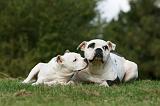 BOULEDOGUE AMERICAIN 269